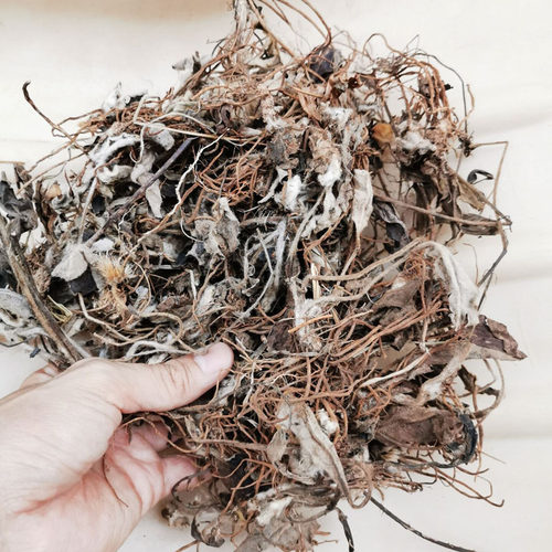 正宗毛大丁草中药材白花一枝香中草药一柱香云南兔耳风新鲜干品 - 封面