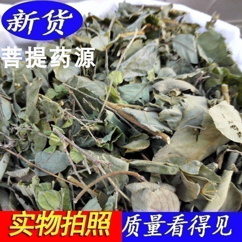 正宗毛排钱草中草药排钱树木叠钱草双排钱钱串草午时合草阿婆钱草