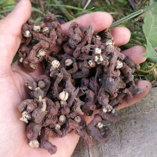 拐枣果干鸡爪梨万寿果500克 新鲜晒干金钩子泡酒泡茶中药材枳椇子