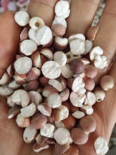 芡实500克 食用芡实米中药材鸡头米新鲜乌头中药鸡头果 可打磨粉