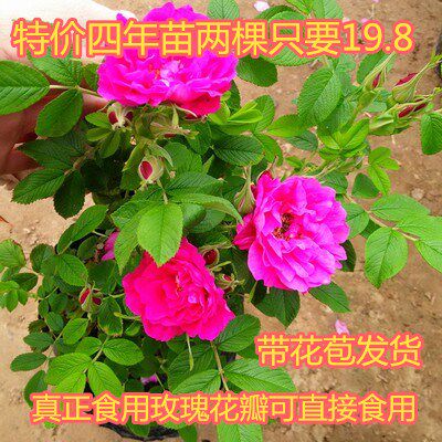 食用玫瑰花苗法国大马士革