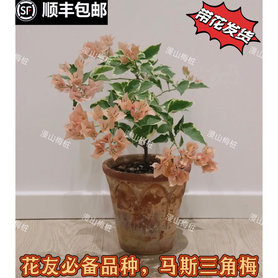 马斯三角梅原生苗带花发货 三色马斯高飘枝嫁接老桩四季勤花