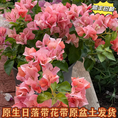 日落三角梅原生老桩高飘棒棒糖