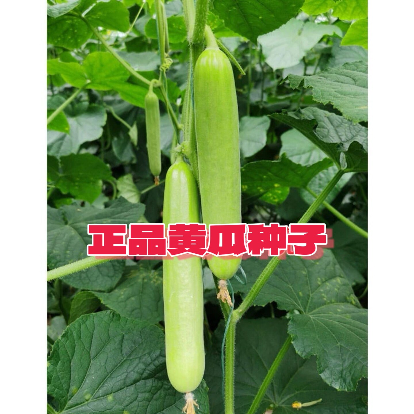 中农脆玉4号黄瓜种子 口感脆甜 淡白绿色 高产抗病蔬果种子中蔬