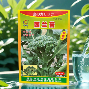 西兰苔种子 神良高端耐热西蓝花芥兰菜苔蔬菜子 春秋菜心秧苔菜