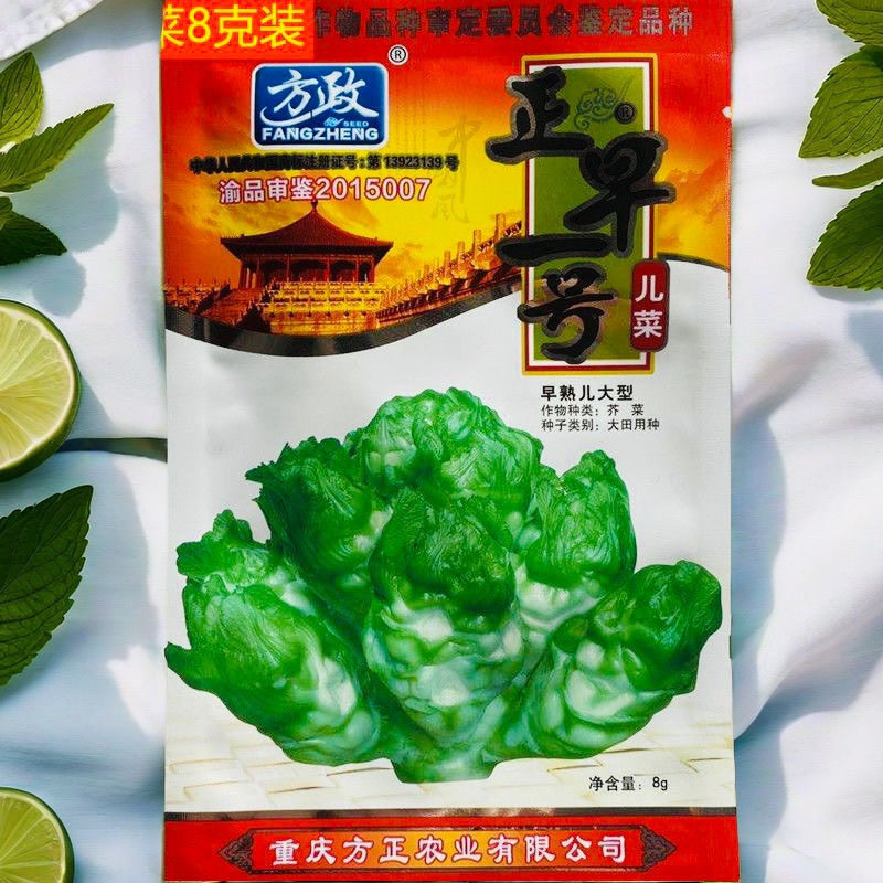 正早一号儿菜种子 早熟娃娃菜 儿菜种籽 抢早上市 60天蔬菜种芥菜
