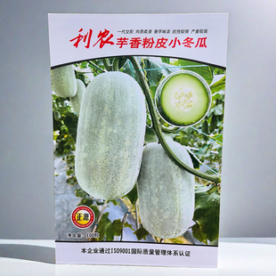和利农芋香粉皮小冬瓜种子 抗病性强小冬瓜种 口感好肉质柔滑味香