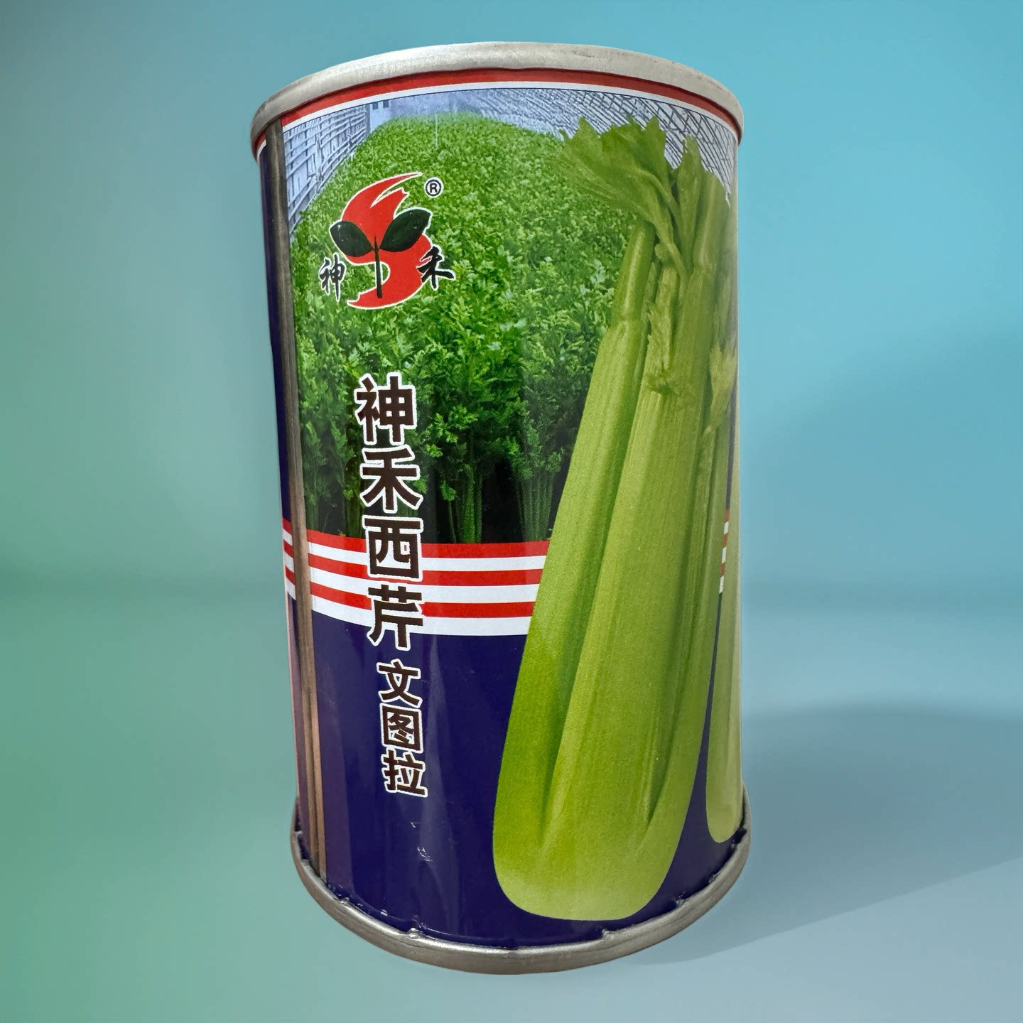 神禾文图拉西芹种子 芹菜种子