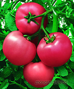 中杂9号 粉果番茄种子薄皮 沙瓤中国北京农科院蔬菜种子中蔬5g