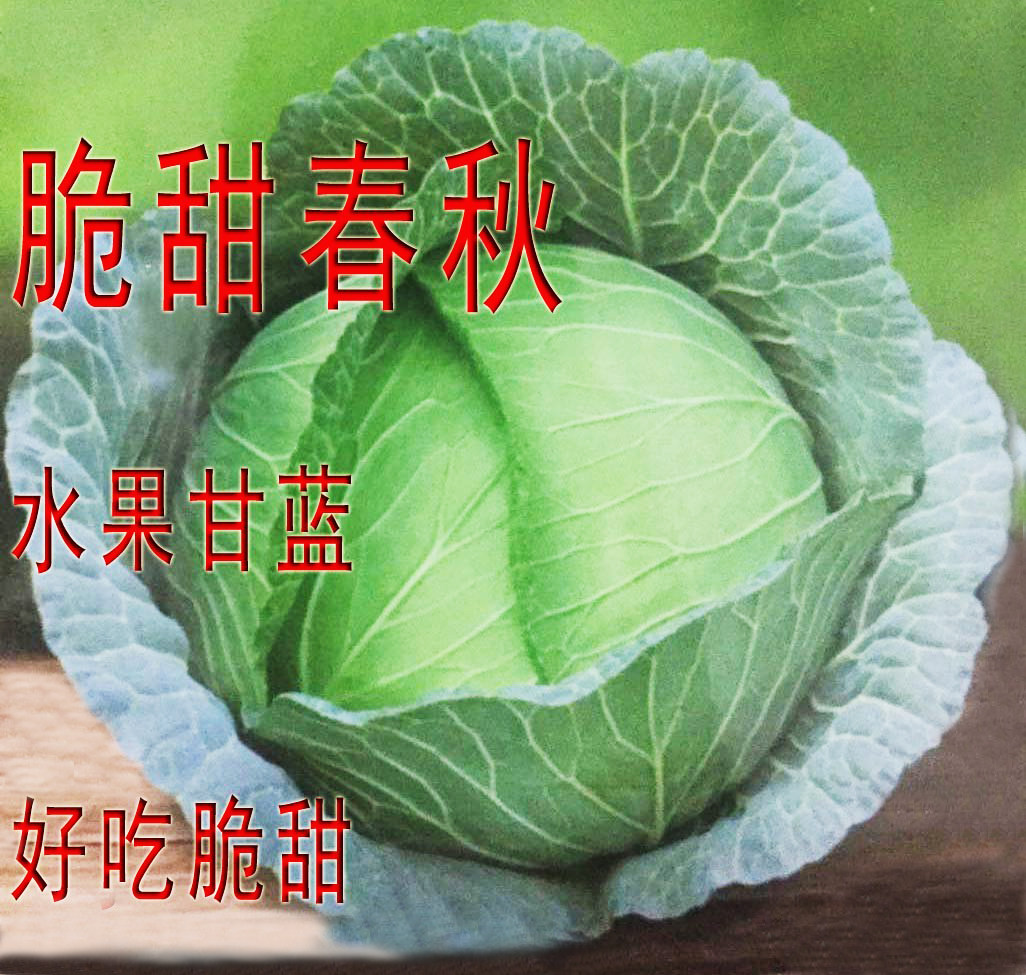 脆甜春秋甘蓝种子圆白菜莲花白