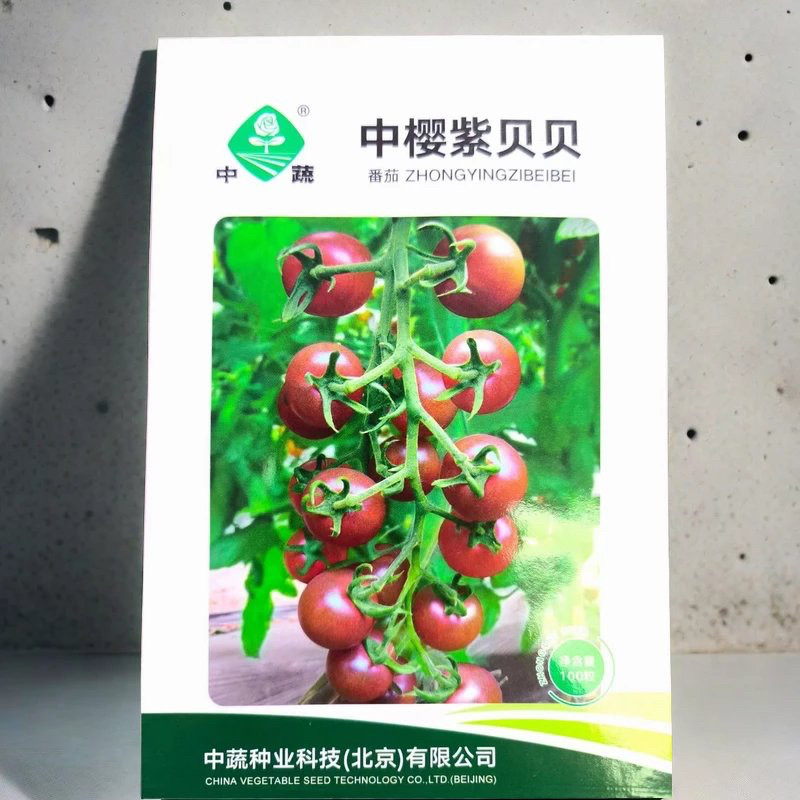 中樱紫贝贝番茄种子 小樱桃圣女果 早熟高产紫色小西红柿种子