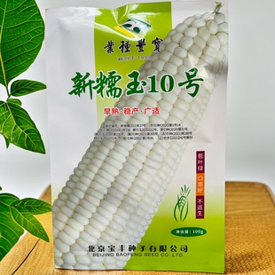 新糯玉10号糯玉米种子高产大棒白糯杂交包谷种糯大田玉米种籽