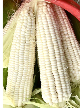 香雪高产白色糯玉米种子粘玉米春夏播大田2000香甜玉米种子 500g
