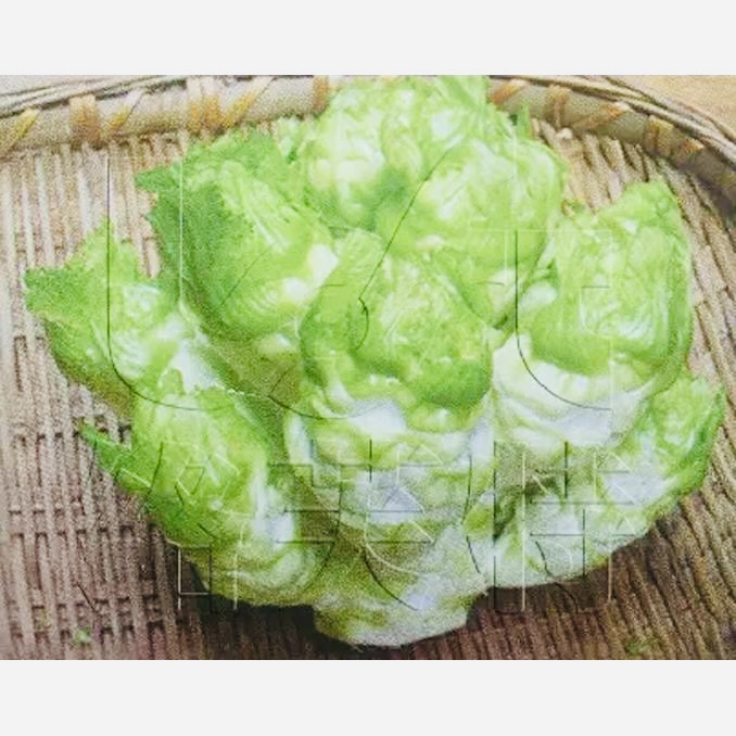 金娃娃 极早熟儿菜种子 抢早上市 60-100天收获蔬菜籽 芥菜15g