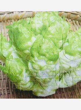金娃娃 极早熟儿菜种子 抢早上市 60-100天收获蔬菜籽 芥菜15g