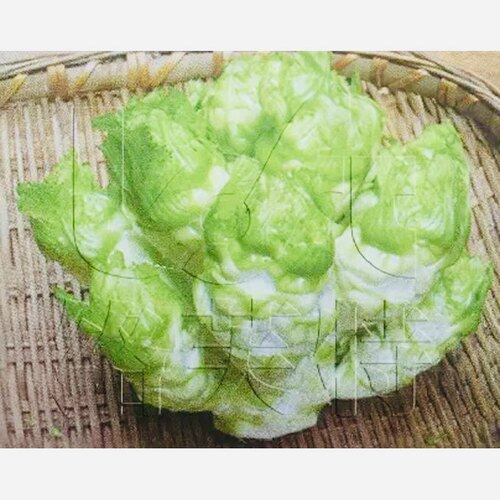 金娃娃 极早熟儿菜种子 抢早上市 60-100天收获蔬菜籽 芥菜15g