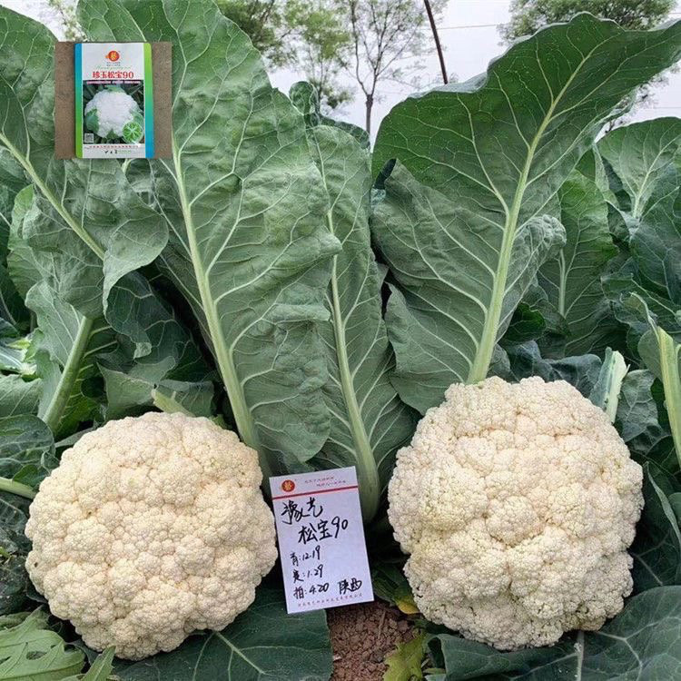 珍玉松宝90菜花种子春秋两用青梗松花菜雪白耐湿寒抗病口感脆甜