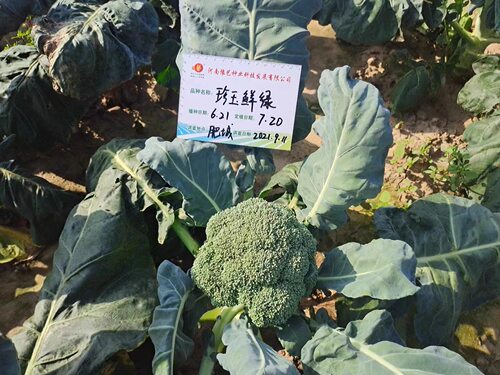 珍玉鲜绿 康千万三号耐寒不变紫早熟西兰花青花椰菜种子1700粒