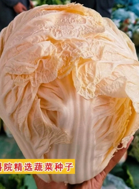 农大柔红大白菜种子 早熟抗病口感好 60天橙色包头菜保健蔬菜籽