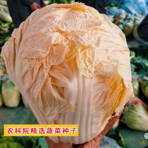 农大柔红大白菜种子 早熟抗病口感好 60天橙色包头菜保健蔬菜籽