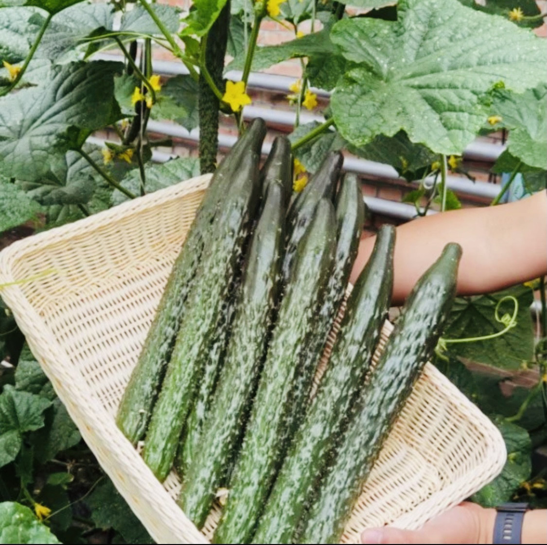 中农72黄瓜种子 瓜拔短质脆味甜 果肉浅绿高产特色蔬菜种子黄瓜籽