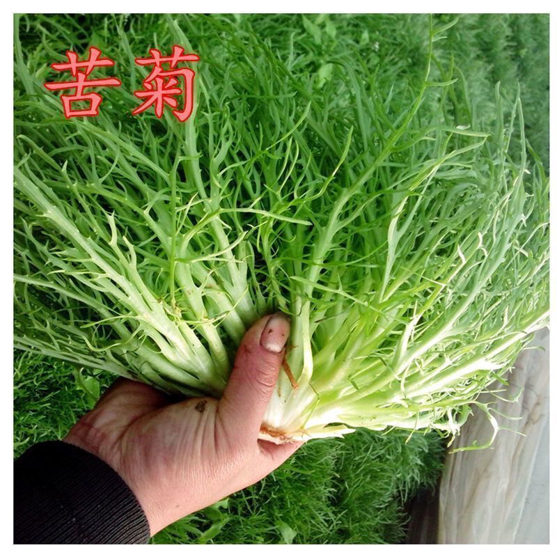 精品细叶苦苣/凉菜种子阳台盆栽蔬菜种子室内花草10g