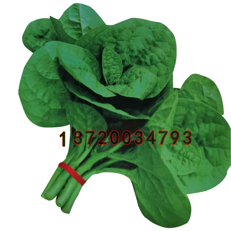 大叶木耳菜/春夏秋耐热 豆腐菜 滑糯特色保健绿色蔬菜种子10g