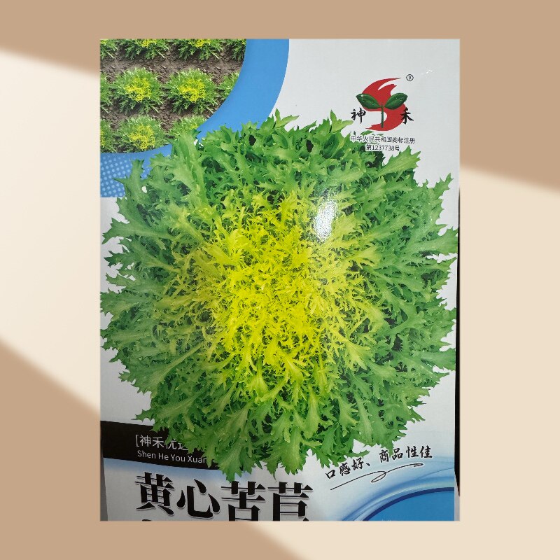 黄心花叶苦苣菜种子碎叶细叶生菜籽阳台盆栽庭院四季苦苣蔬菜种孑