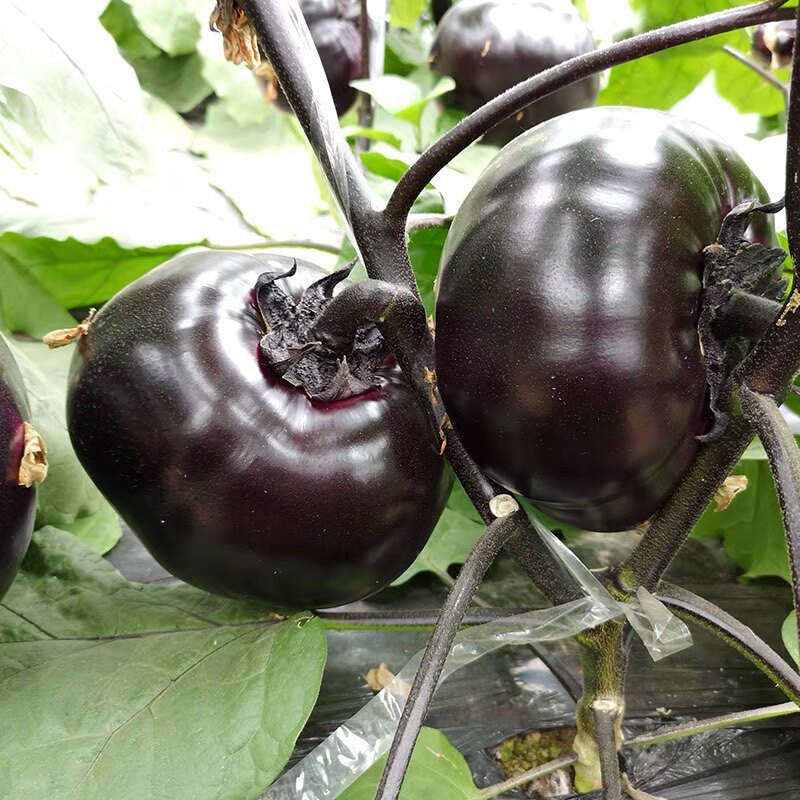 京茄黑宝圆茄子籽种子中早熟杂交紫黑圆茄子耐低温蔬菜籽京研5克