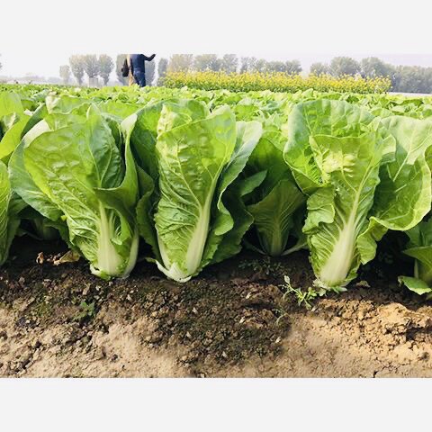 中蔬快菜1号苗用白菜种子 耐热28天小白菜种子北京农科院蔬菜种子