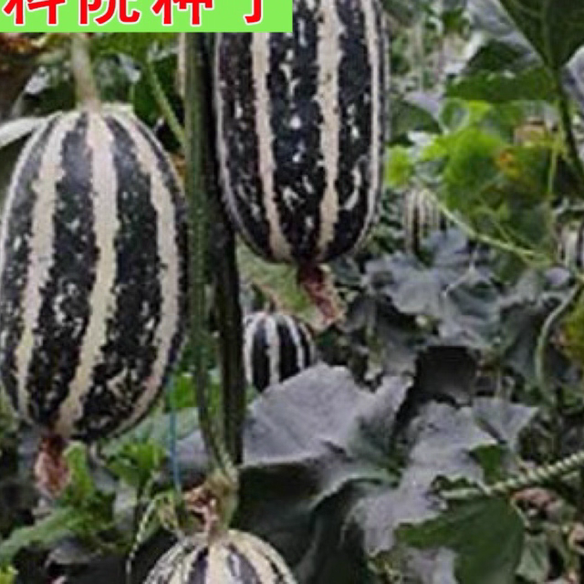 花蜜910 甜瓜种子 座果多 口感脆甜 羊角香瓜酥脆水果甜瓜蔬菜籽