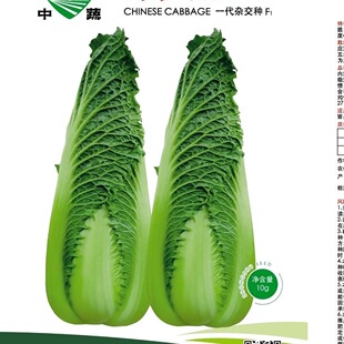 绿笋娃013包尖白菜种子 春秋龙芽菜种子玉田水果白菜种子蔬菜种子