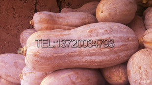 蜜本王/超大果超高产蔬菜蜜本南瓜正品航船特面超特甜特粉种子10g