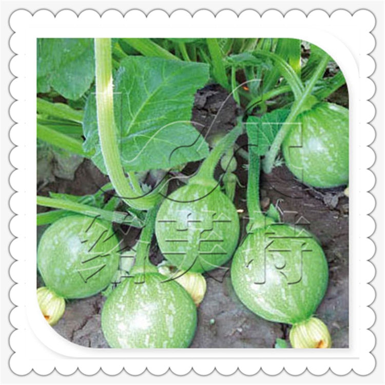 玉玲早熟南瓜短藤无蔓小青瓜种子蔬菜蔬果种子盆栽阳台种菜10g