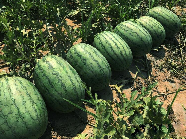 华之秀冰糖西瓜种子 黄瓤冰淇淋麦茬露地 特甜耐裂高糖小果型礼品