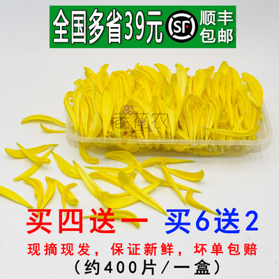 新鲜黄菊花花瓣摆盘装