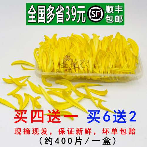 新鲜黄菊花花瓣摆盘装