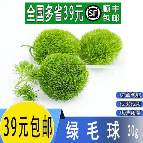 新鲜花草绿石竹酒店冷艺摆盘