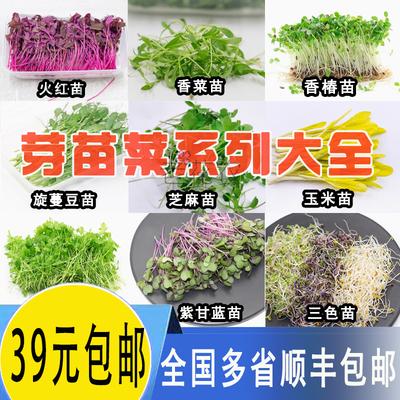 火红苗新鲜香菜芽苗菜西餐