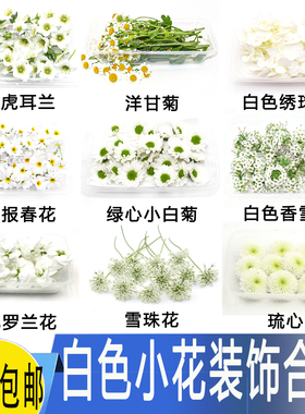 新鲜小白菊白色五星花花朵白色虎耳绣球花雪珠花酒店西餐摆盘装饰