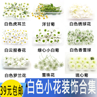 新鲜小白菊白色五星花花朵白色虎耳绣球花雪珠花酒店西餐摆盘装饰