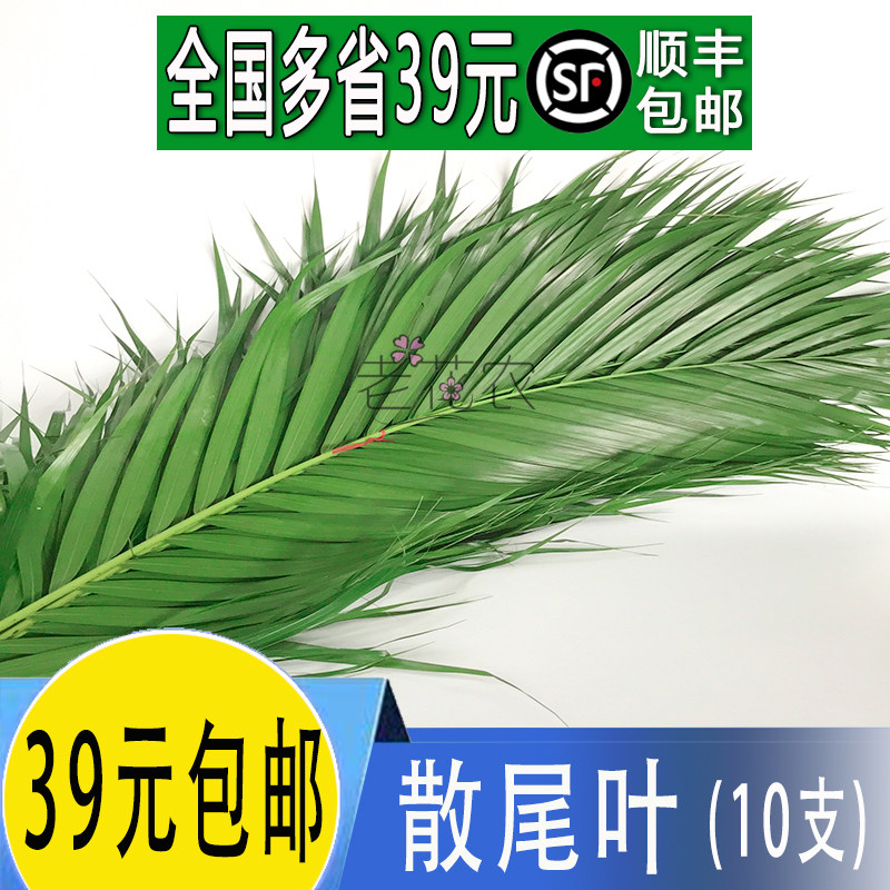 新鲜 散尾叶 凤尾竹叶 食用花 10支 酒店饭店西餐摆菜盘装饰