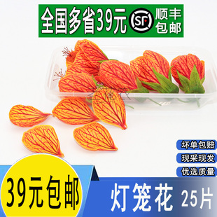 新鲜灯笼花 金玲花 风铃花 灯笼花瓣25片 餐饮酒店摆盘装饰鲜花