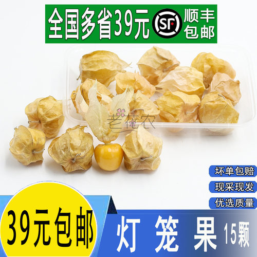 新鲜灯笼果 姑娘果  酒店冷艺摆盘鲜花 日料摆盘装饰点缀花草