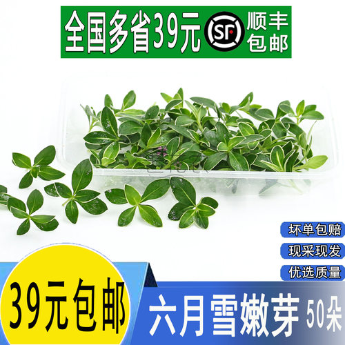 新鲜花草 六月雪嫩芽50朵酒店冷艺摆盘鲜花 日料装饰点缀花草