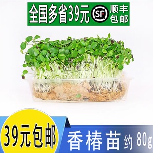 新鲜芽苗菜 可食用 香椿苗香春苗 酒店餐饮冷菜摆盘装饰凉拌鸡蛋