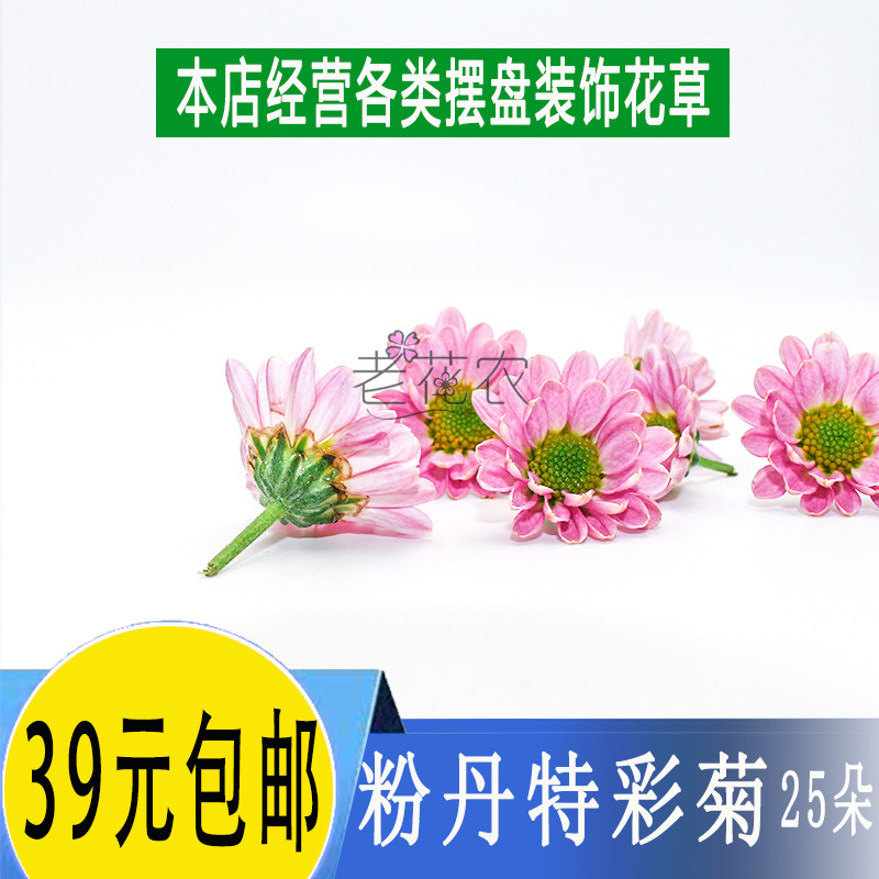 新鲜小彩菊酒店冷艺摆盘装饰鲜花 雏菊 粉丹特 迷你菊 25朵/盒