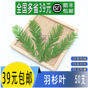 新鲜 羽杉叶 落羽杉叶 酒店西餐冷艺摆盘装饰点缀花草