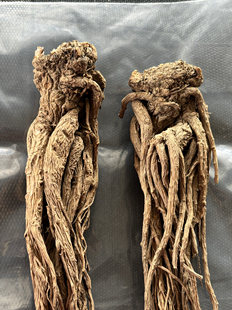 当归云南野生全枝整枝药当归秦归250~500克补需补学调止通 包邮