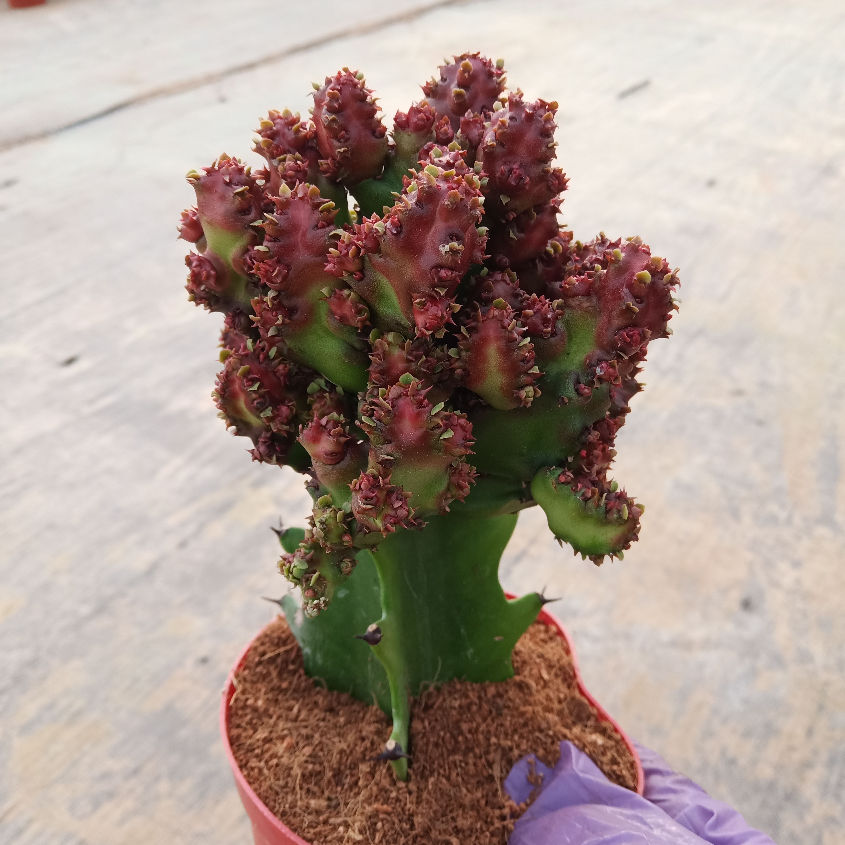 玉麒麟盆栽仙人掌花卉室内绿植吸甲醛防辐射净化空气春峰高沙麒麟